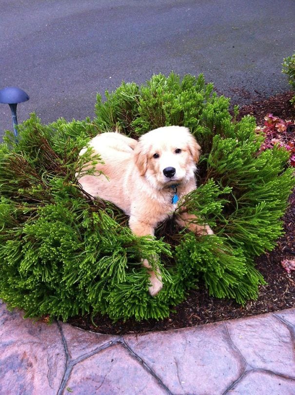 I don't care about the ruined bushes. He's happy that's all I want!