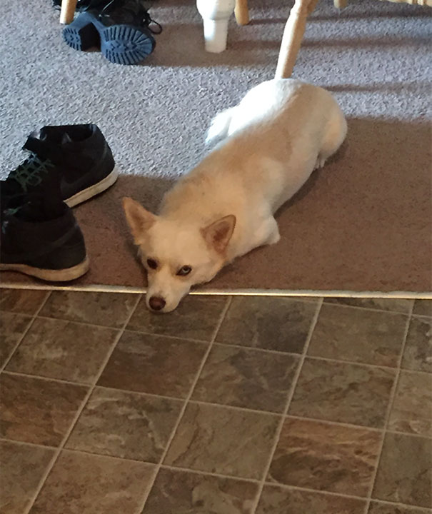 He knows he cannot enter the kitchen while I cook! He's pushing the boundaries.