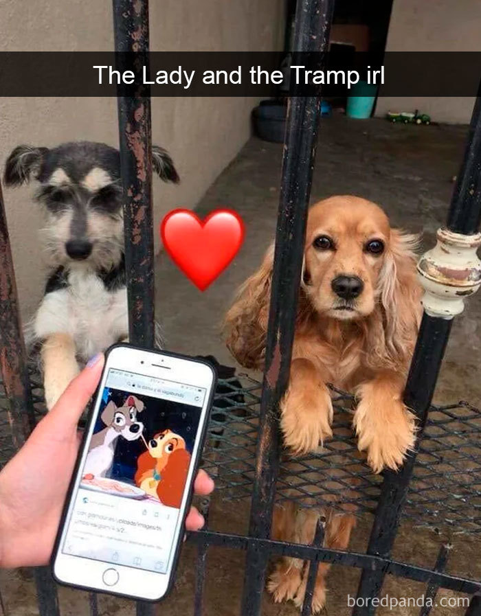 Funny Dog Snapchats: Relatable dog snapchats like these make our day for sure!