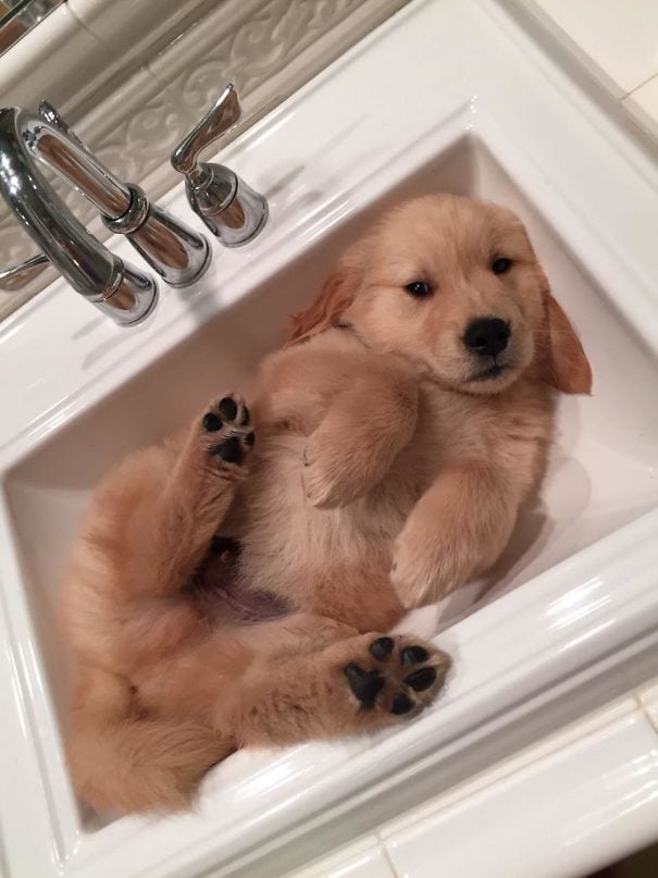 Golden Retrievers: The sink is his new bathtub.