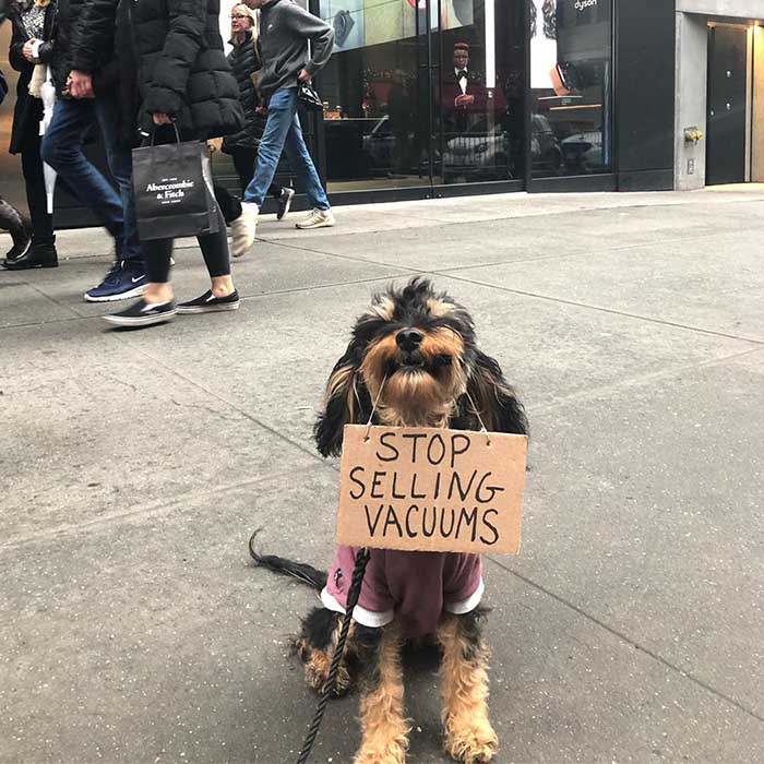 How intelligent! 'Dog with a sign' knows about vacuums as well.