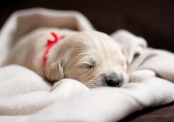 Aww! I can't believe he's just two weeks old.