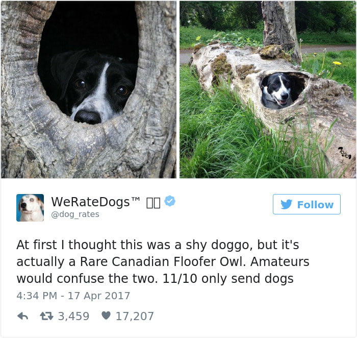 Rare Canadian Floofer Owl