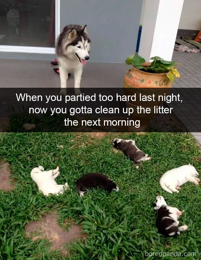 Funny Dog Snapchats: The cute pups partied hard!