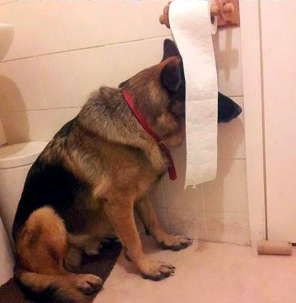 Idiot Dogs: The idiot dogs find a perfect place to hide.
