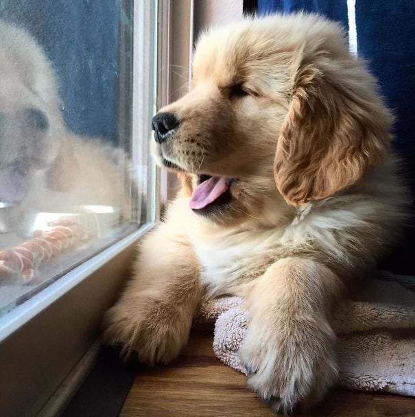 When did the humans get another pup? We, golden retrievers are the best mates!