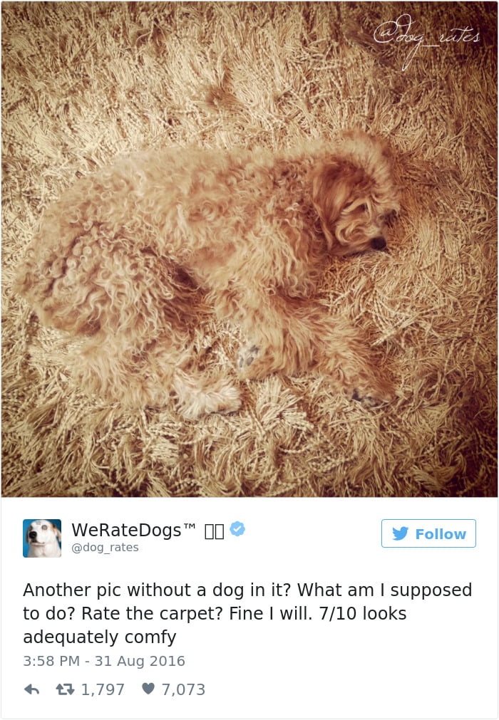 Comfy carpet of dogs