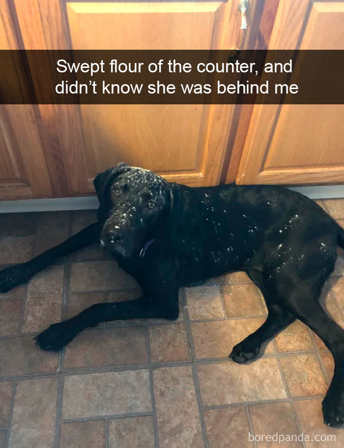 Funny Dog Snapchats: It looks more like a white and black dog!