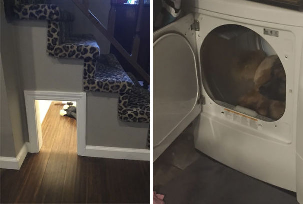 Idiot Dogs: The idiot dogs find washing machine a better place to rest than resting in a house