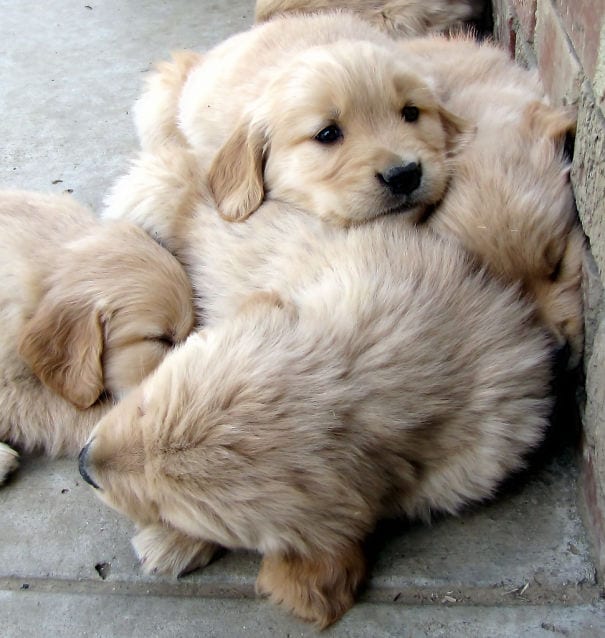 Golden Retrievers: A very fluffy dog pile!