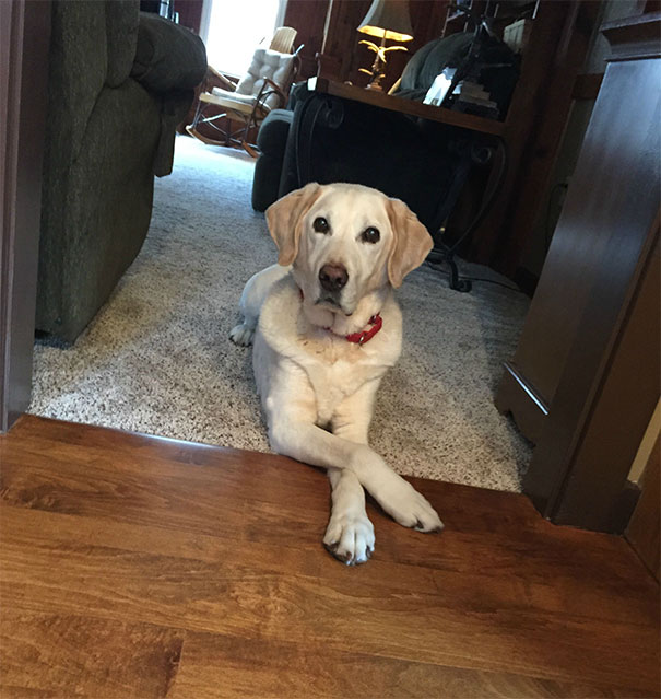 How politely he sits when I'm in the kitchen! Human rules modified!