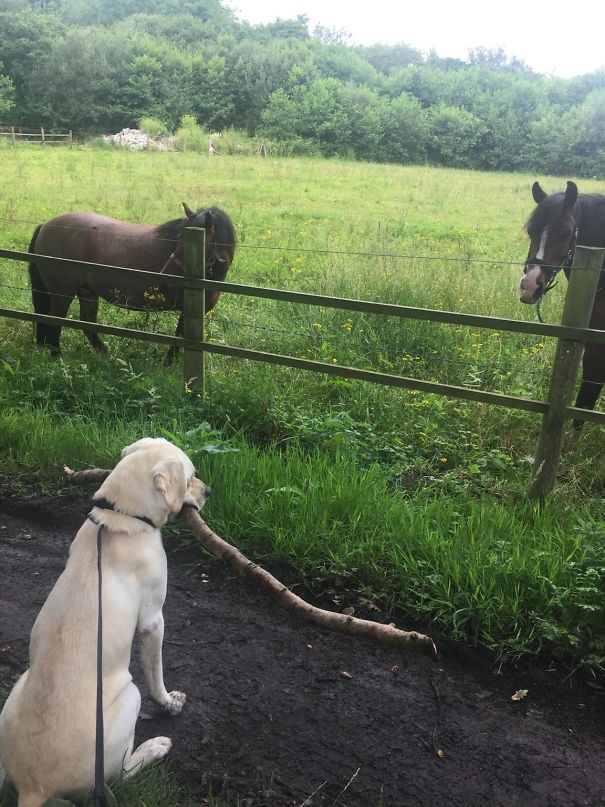 This dog brings a big stick every day for his 'Big Dog' Friends