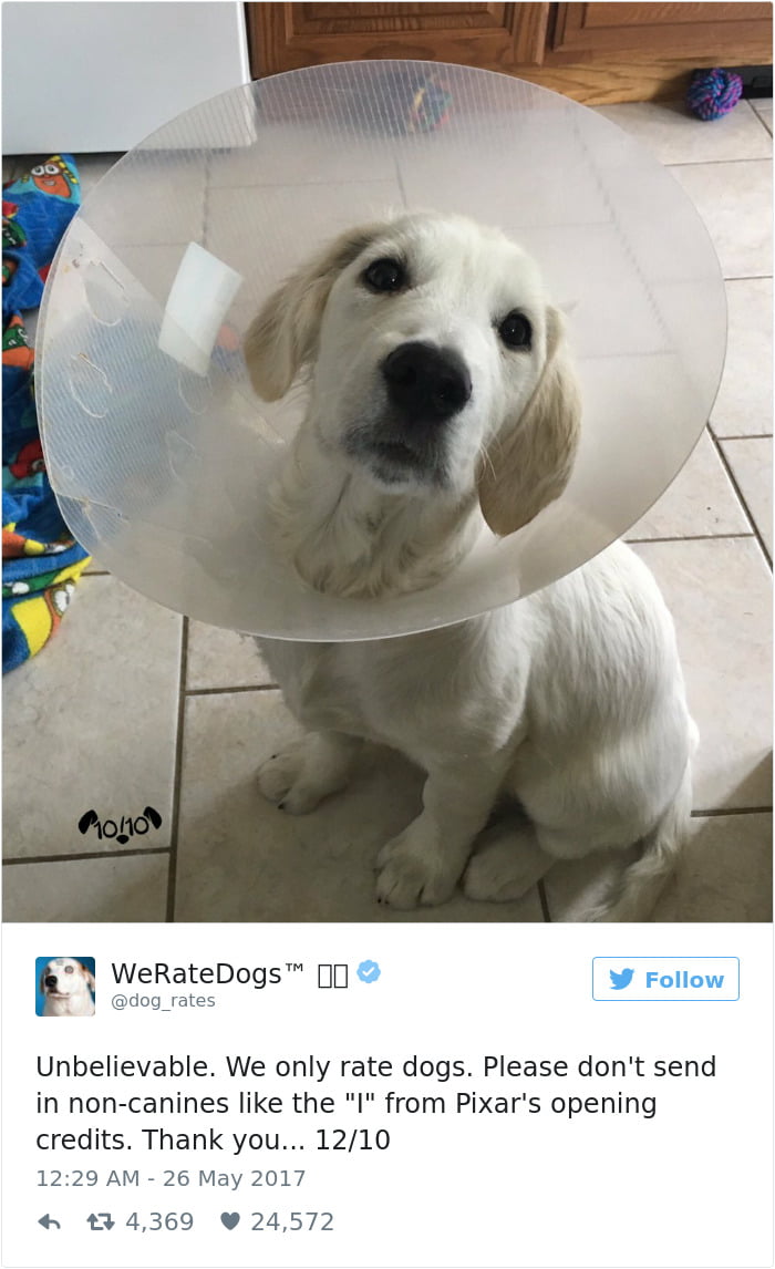 Cone Doggo