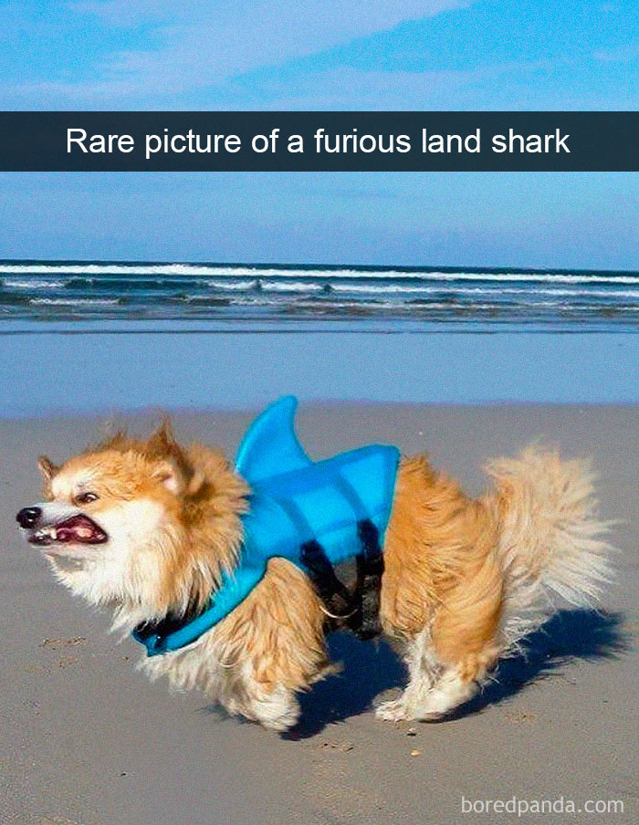 Funny Dog Snapchats: This dog almost took our breath away.