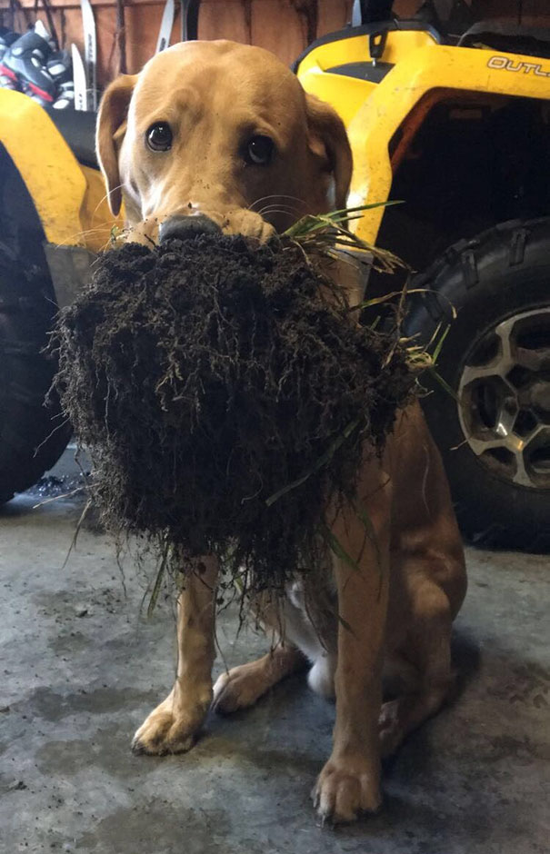 Idiot Dogs: My dog brought some dirt today.