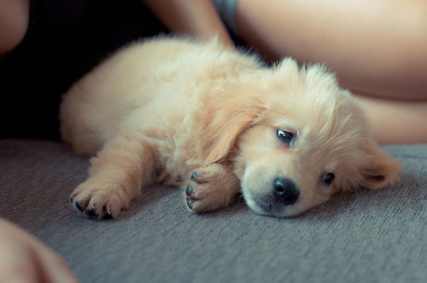 Golden Retrievers: Frank doesn't seem very tired.