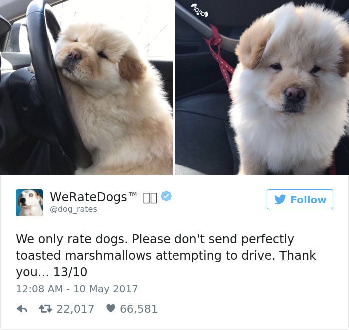 Toasted Marshmallow of dogs