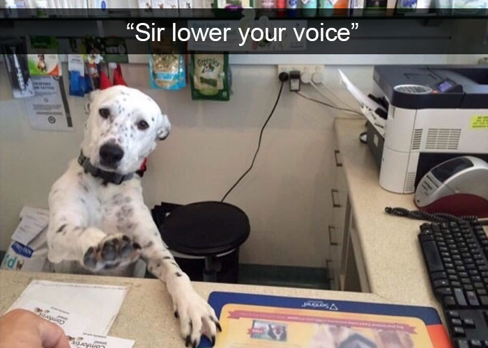 Funny Dog Snapchats: LOL! We fall in love with his body language!