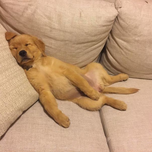 Golden Retrievers: Movie night or nap time?