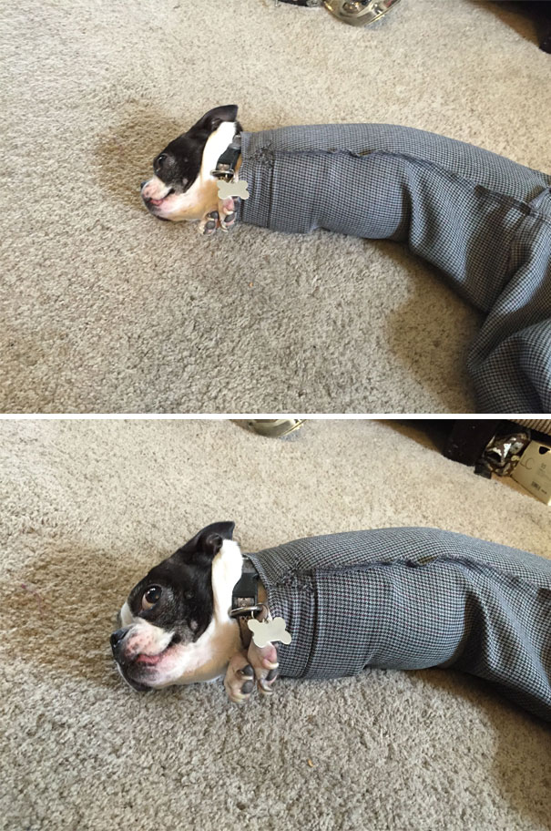 Idiot Dogs: Molly got stuck in the arm of my coat.
