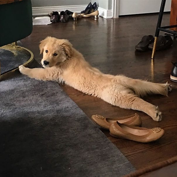 Golden Retrievers: Golden retrievers also stretch.