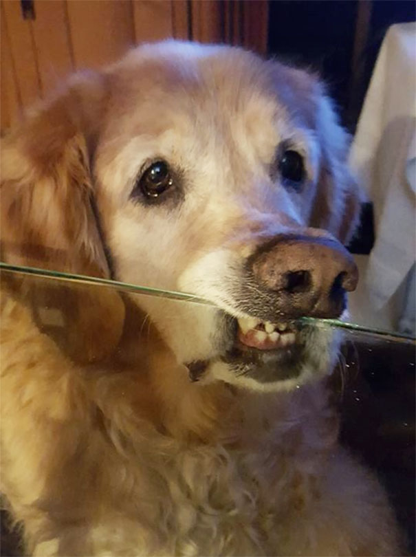 I told him, "Do not put chin on the table". The master of changing the human rules!