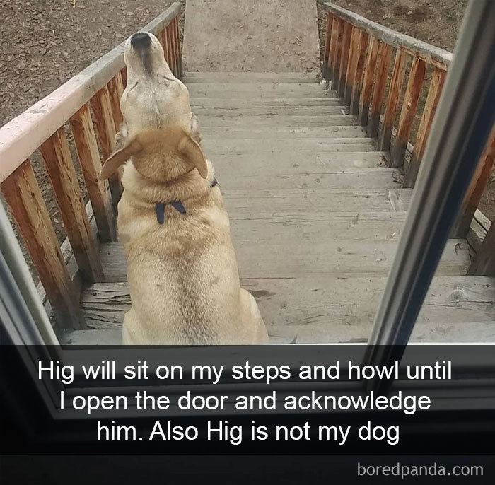 Funny Dog Snapchats: How loving this doggo is!