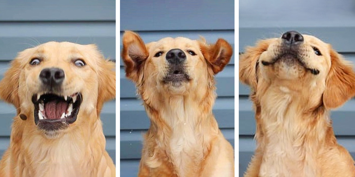 The retriever baby wants to catch some treats.