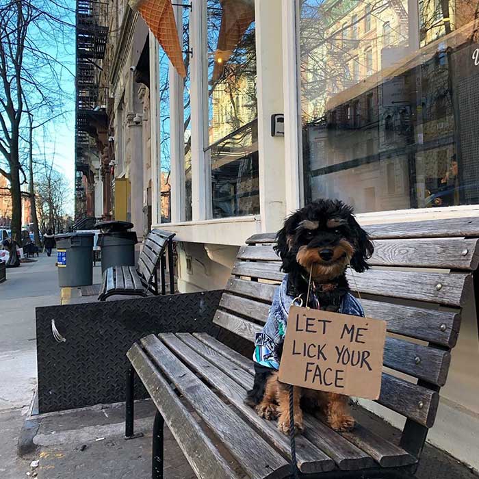 Dog with a sign: My doggo does not even ask for it. She's all over me when I come home. 