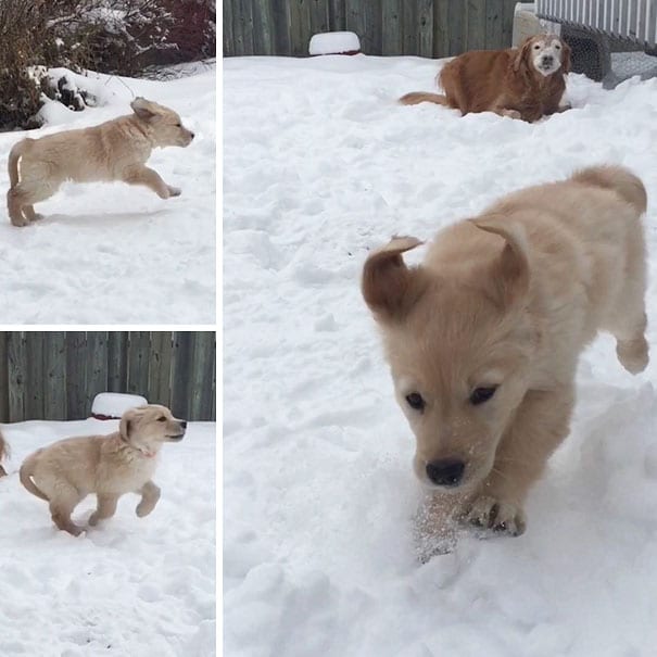 Golden Retrievers: This retriever is no less than a bunny with helicopter ears.