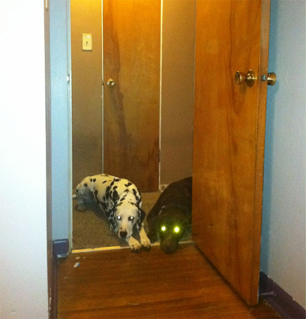 Dogs cannot enter in the bedroom!