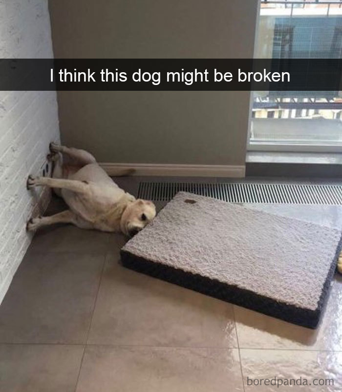 Did this dog break?