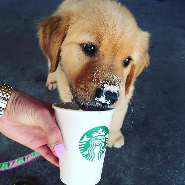 Even golden retrievers love Starbucks coffee.