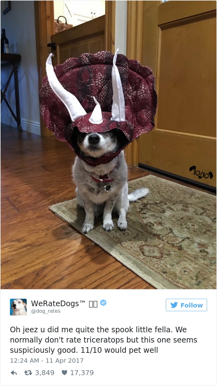 Triceratops of dogs