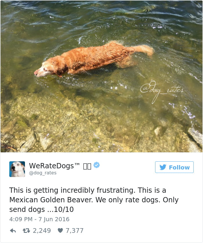 Mexican Golden Beaver