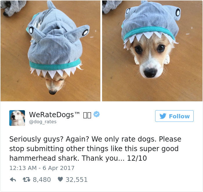 Hammerhead Shark of dogs