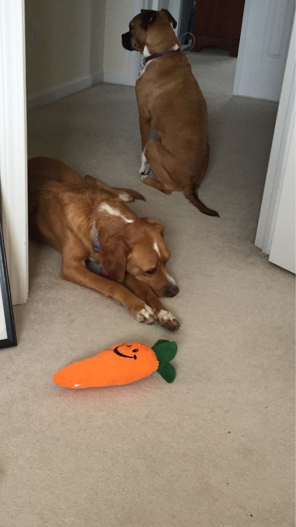 She knows she cannot enter in my office. So, she threw her carrot in to get the entry!