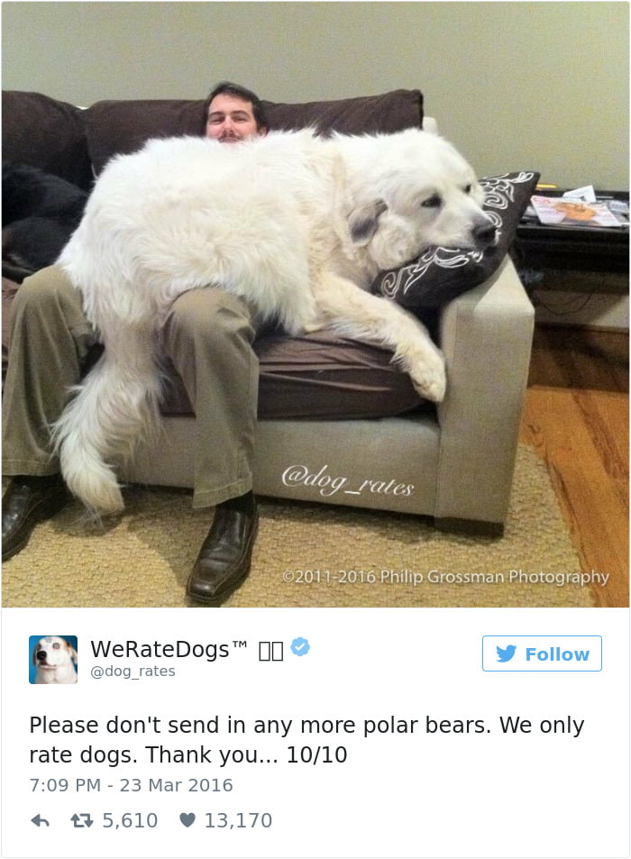 One of the best white fury dogs- 'Polar Bear'
