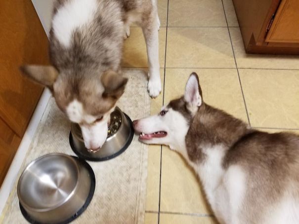 Aegis is not allowed to touch Wulgar's food! So he lays like this there.