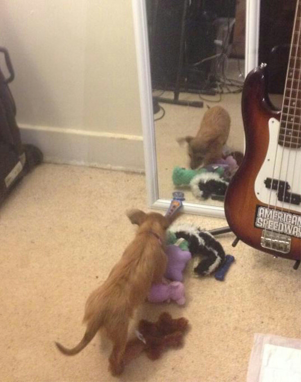 He brought her all toys for the mirror doggy! 