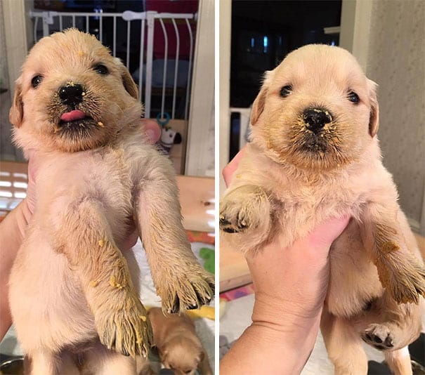 Golden Retrievers: Golden retrievers are messy too!