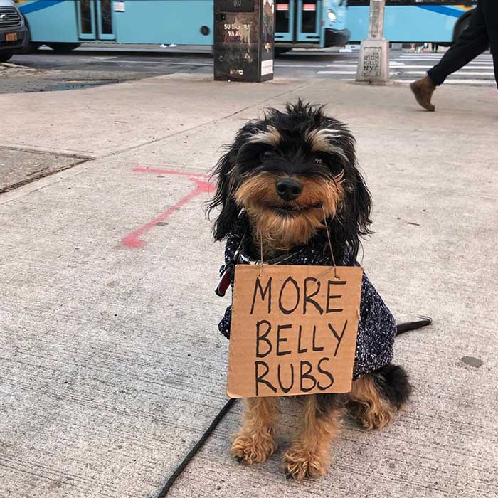 Dog with a sign has an unusual demand!