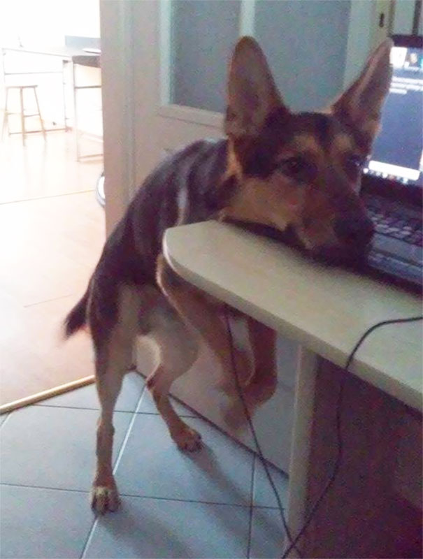 He's forbidden from putting paws on the desk if he wants his ball!