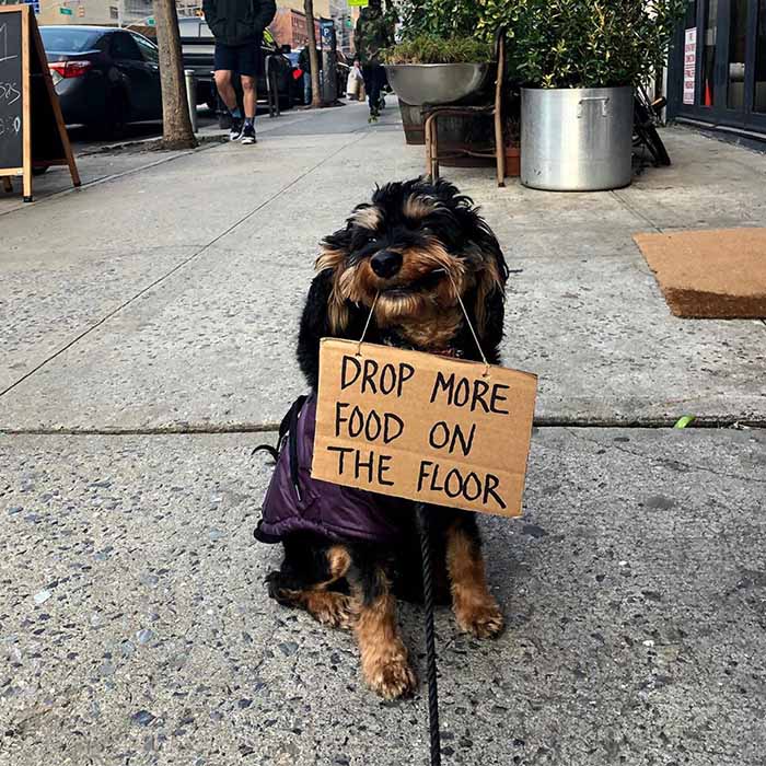 Dog with a sign: She is surely a foodie!