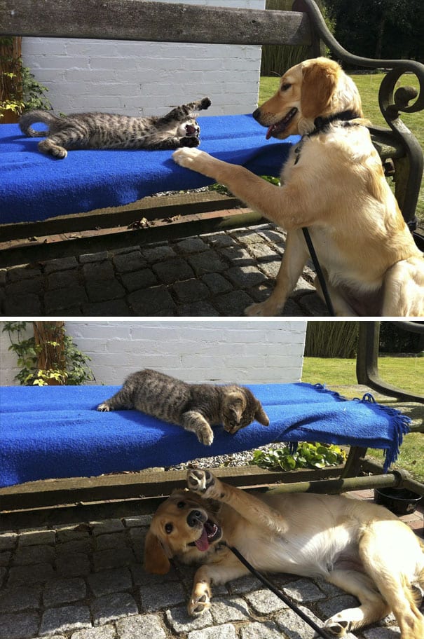 Golden Retrievers: Golden retrievers make friends around easily!