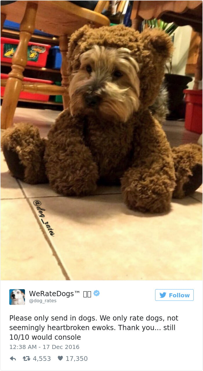 Heartbroken Ewok- One of the saddest dogs
