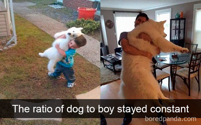 This dog grew up with his little owner!