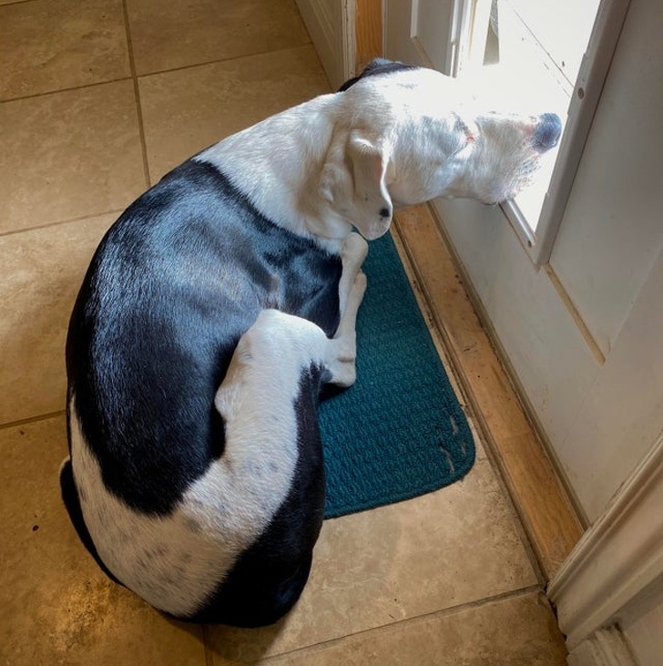 He pokes his nose out of the door while sleeping. Because he doesn't want to miss any good smell around!