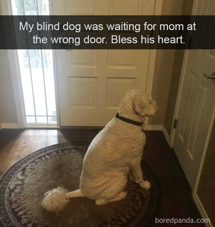 Funny Dog Snapchats: