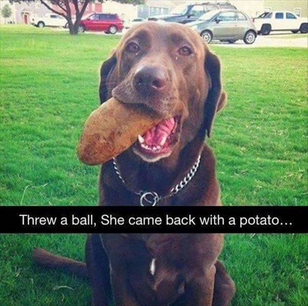 Idiot Dogs: She's a retriever and not a genius!
